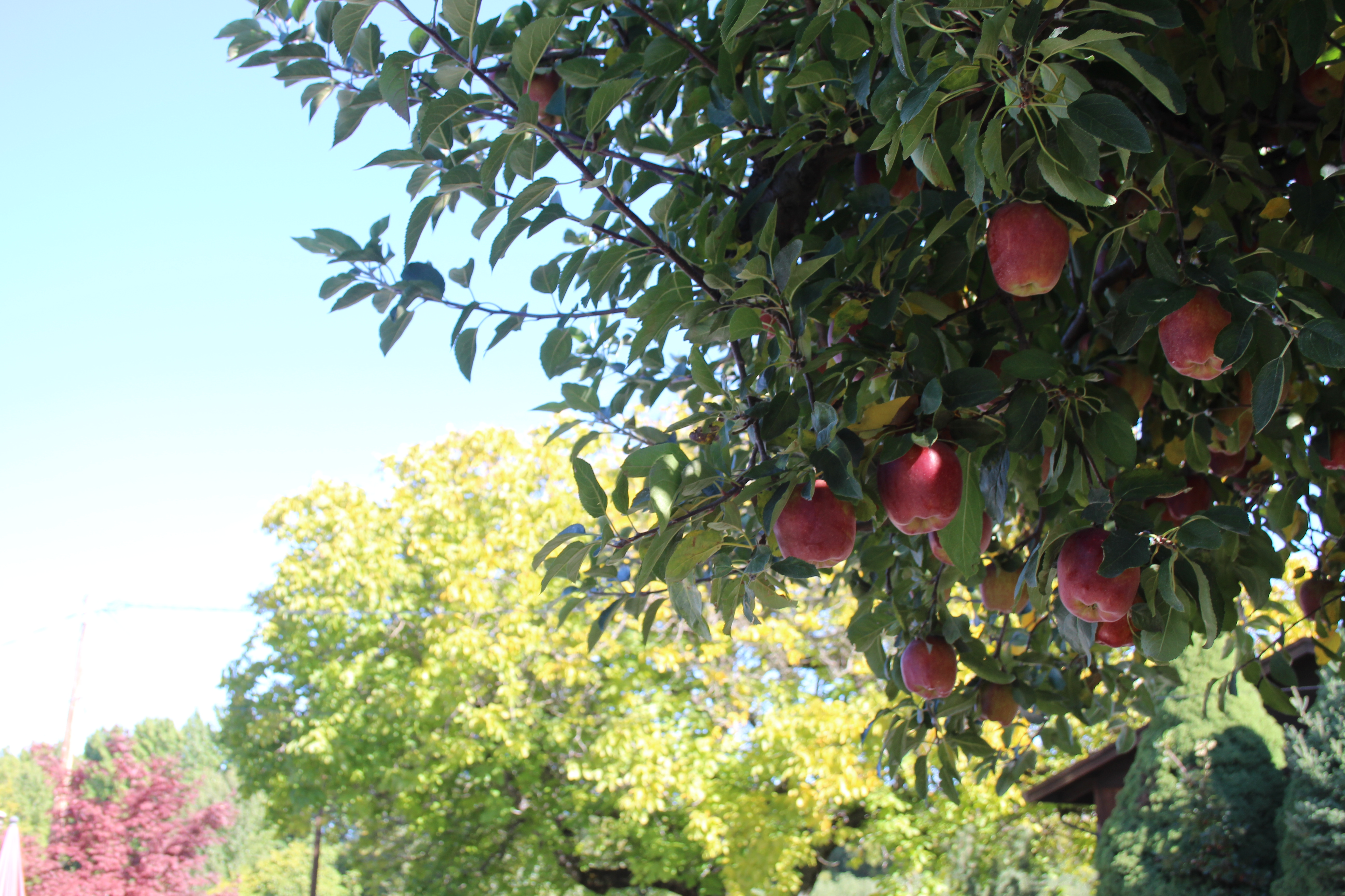 Gardens and food